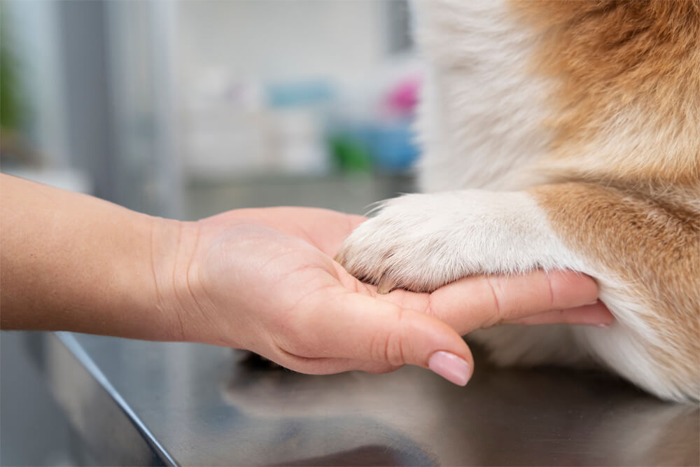 vet holding a dogs paw