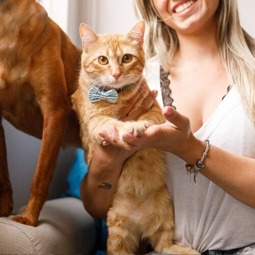 a cat standing in a woman's lap