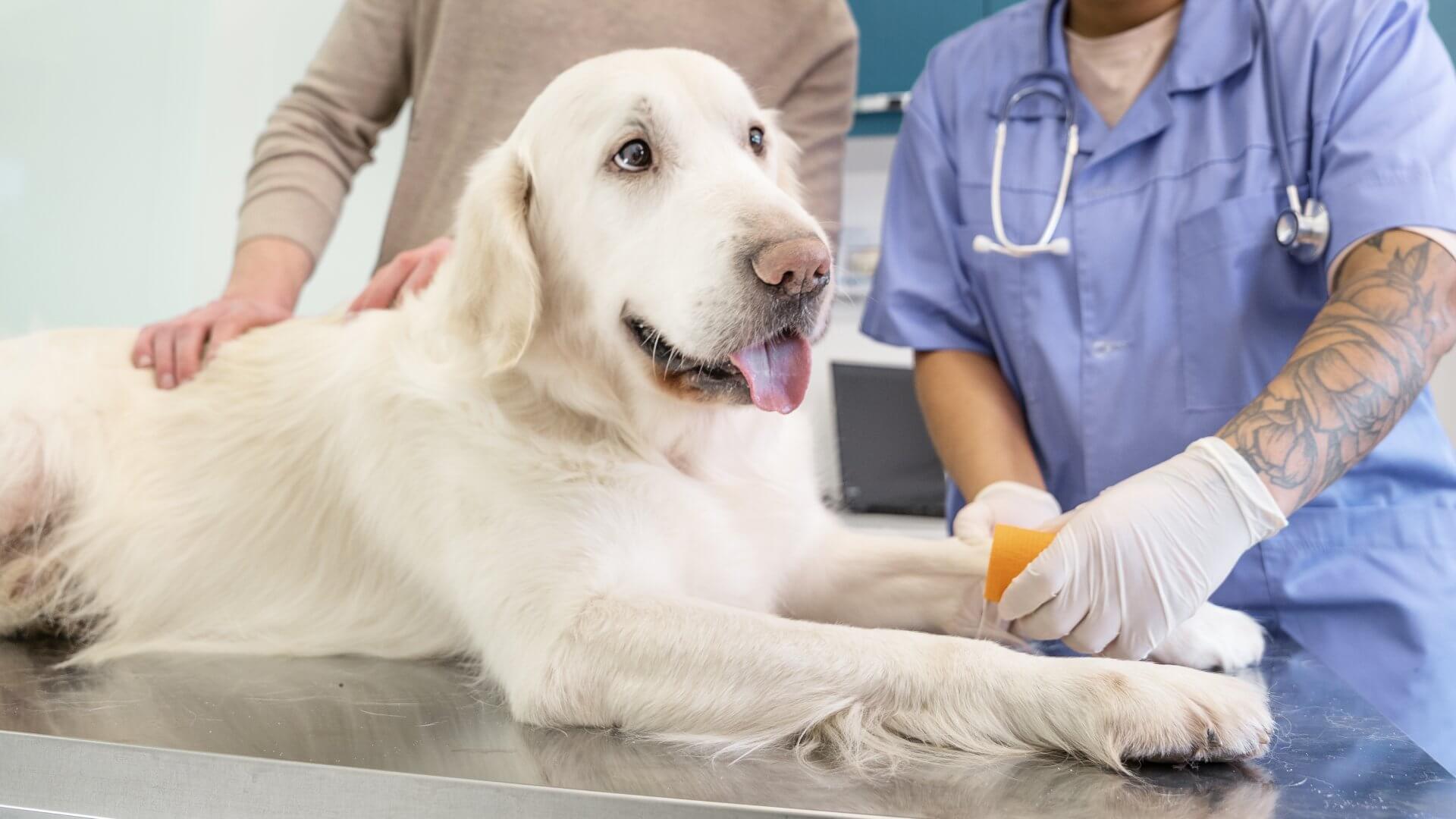 a vet bandages the dog