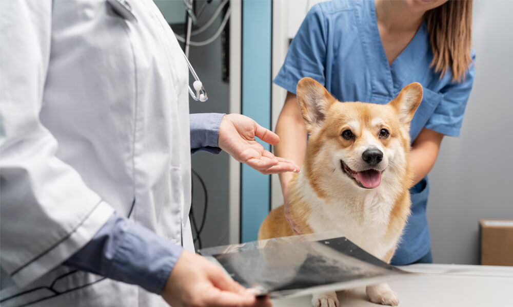 a dog being checked by a vet