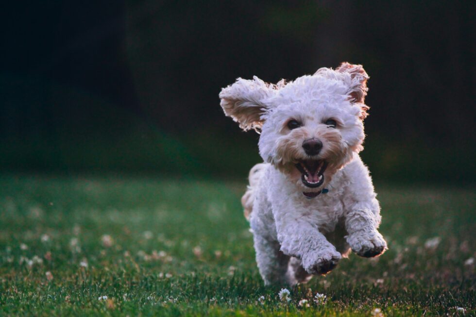 dental blog image of dog running outside