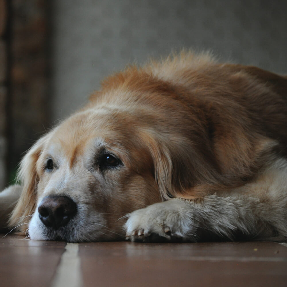 pet end-of-life care