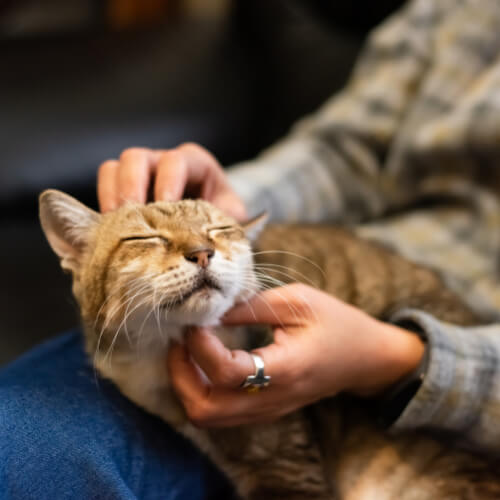 Pet End-of-Life Care end of life image