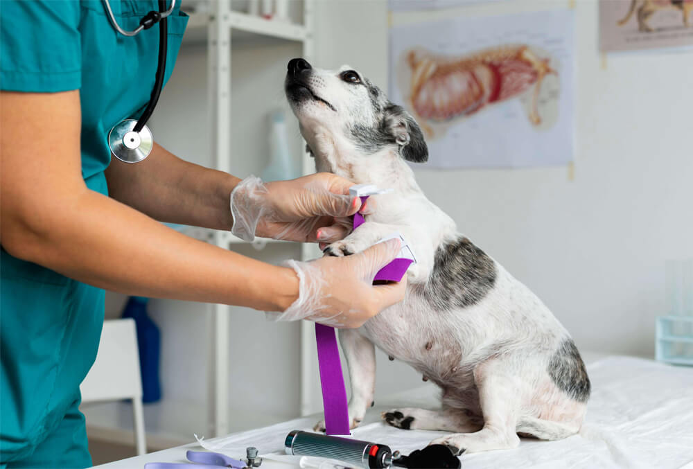 Pet Soft Tissue Surgery pet soft tissue surgery