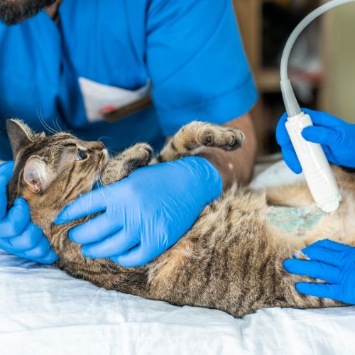 A cat having ultrasound