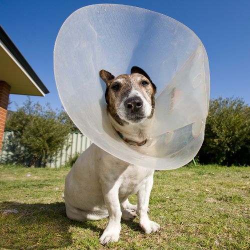 A dog wearing a plastic cone