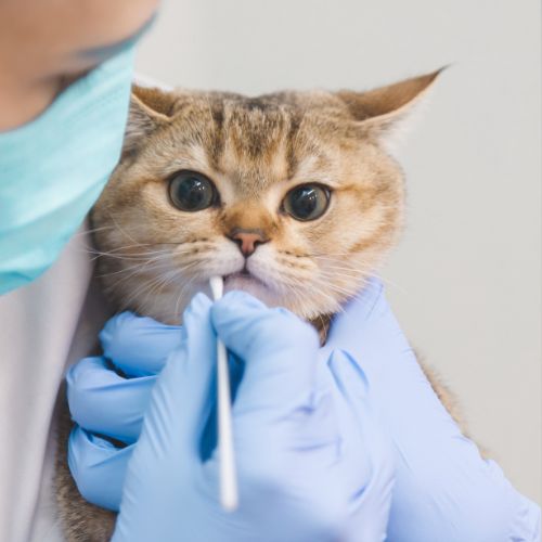 Veterinarian checking cat's teeth