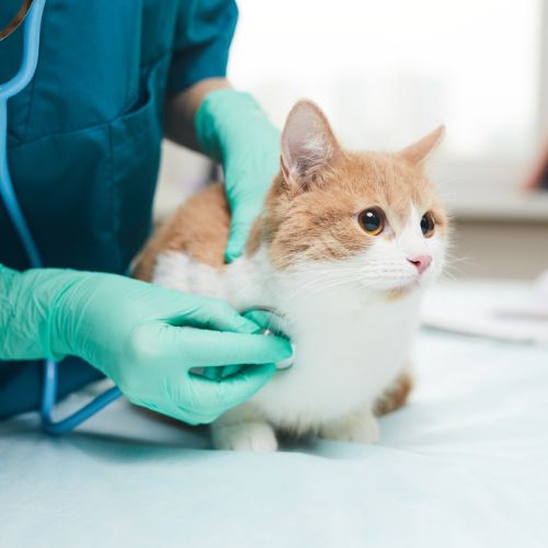 A veterinarian examine a cat