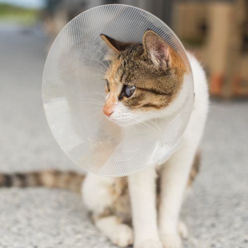 A cat wearing a plastic cone