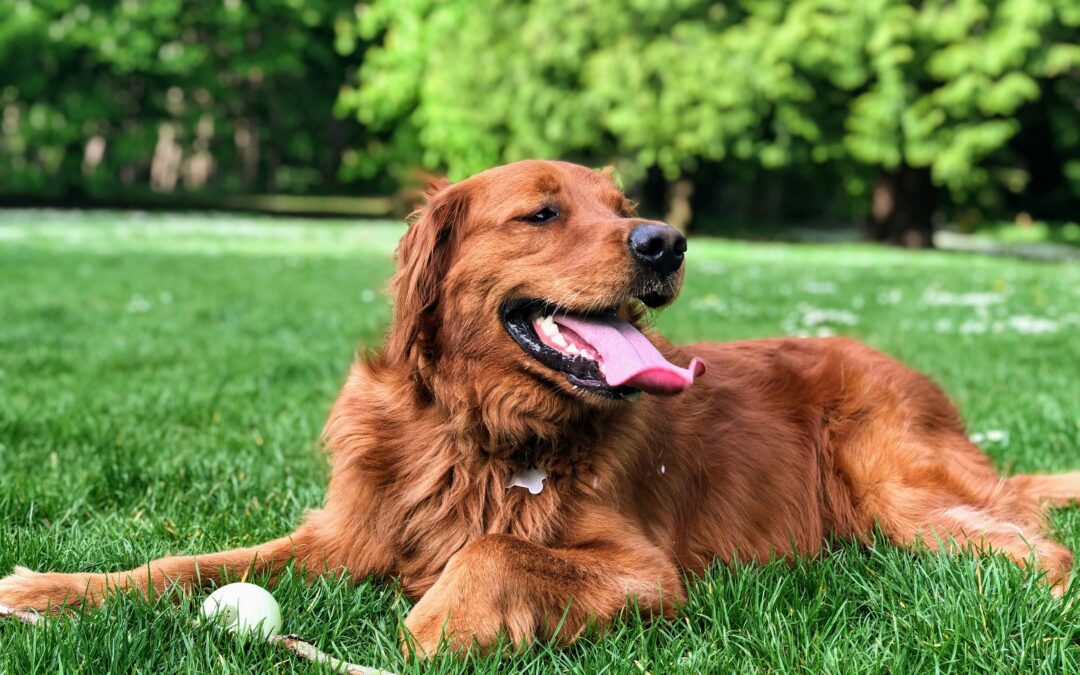 Golden Retriever sitting in grass with tongue out